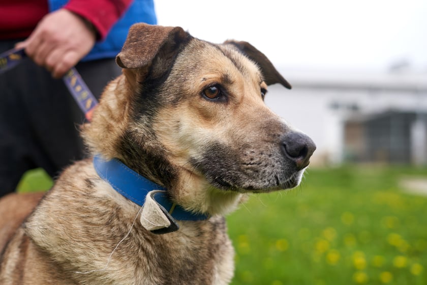 Szatan to spory, dojrzały psiak, kt&oacute;ry do schroniska trafił jako znaleziony. Początkowo był bardzo nieokrzesany. Aktualnie, dzięki pracy wolontariuszy, stał się bardzo stabilnym psem. Gdy pozna inne psy, pięknie je toleruje. Ładnie spaceruje, grzecznie jeździ autobusem.