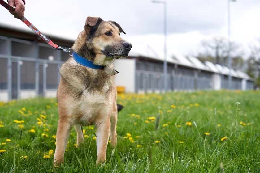 Szatan to spory, dojrzały psiak, kt&oacute;ry do schroniska trafił jako znaleziony. Początkowo był bardzo nieokrzesany. Aktualnie, dzięki pracy wolontariuszy, stał się bardzo stabilnym psem. Gdy pozna inne psy, pięknie je toleruje. Ładnie spaceruje, grzecznie jeździ autobusem.