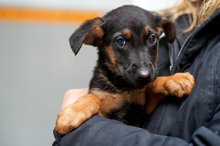 W schronisku przebywa teraz 14 maluch&oacute;w do adopcji. W stadku są suczki i pieski. Zdjęcia w galerii przedstawiają niekt&oacute;re z nich. To przekochane kundelki! Niekt&oacute;re będą mniejsze, inne trochę większe. O szczeg&oacute;ły należy pytać TOZ Schronisko dla Bezdomnych Zwierząt we Wrocławiu.