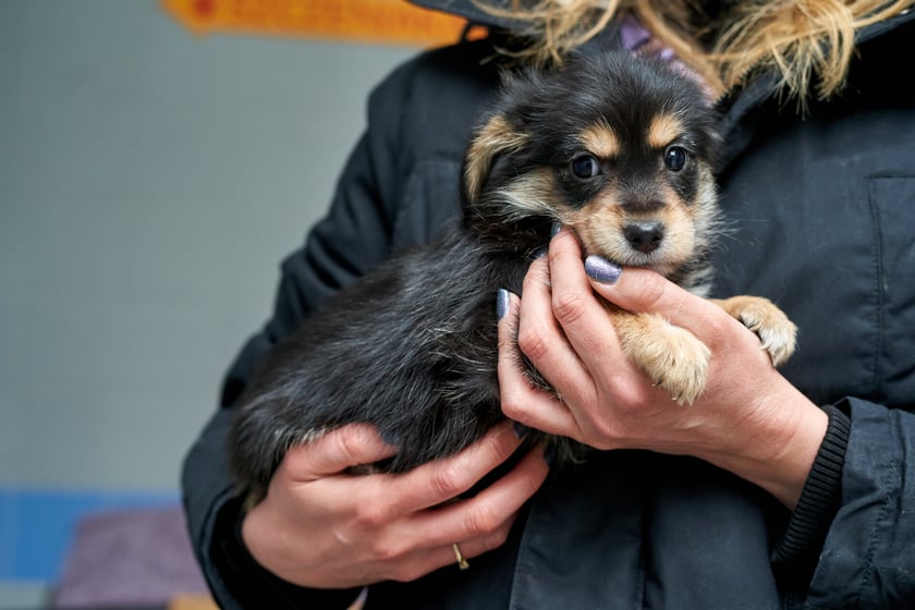 W schronisku przebywa teraz 14 maluch&oacute;w do adopcji. W stadku są suczki i pieski. Zdjęcia w galerii przedstawiają niekt&oacute;re z nich. To przekochane kundelki! Niekt&oacute;re będą mniejsze, inne trochę większe. O szczeg&oacute;ły należy pytać TOZ Schronisko dla Bezdomnych Zwierząt we Wrocławiu.