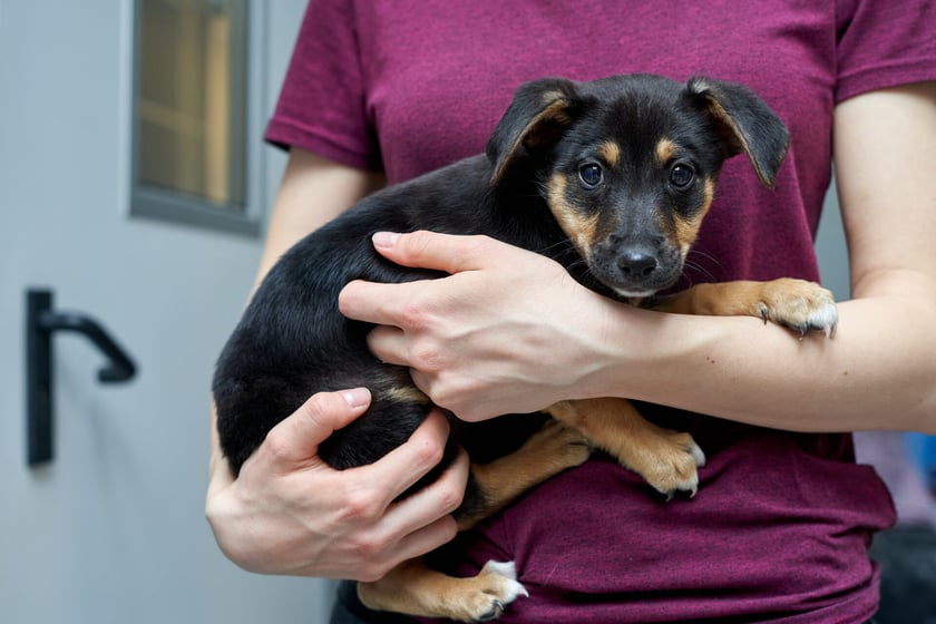 W schronisku przebywa teraz 14 maluch&oacute;w do adopcji. W stadku są suczki i pieski. Zdjęcia w galerii przedstawiają niekt&oacute;re z nich. To przekochane kundelki! Niekt&oacute;re będą mniejsze, inne trochę większe. O szczeg&oacute;ły należy pytać TOZ Schronisko dla Bezdomnych Zwierząt we Wrocławiu.