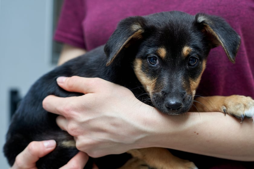 W schronisku przebywa teraz 14 maluch&oacute;w do adopcji. W stadku są suczki i pieski. Zdjęcia w galerii przedstawiają niekt&oacute;re z nich. To przekochane kundelki! Niekt&oacute;re będą mniejsze, inne trochę większe. O szczeg&oacute;ły należy pytać TOZ Schronisko dla Bezdomnych Zwierząt we Wrocławiu.