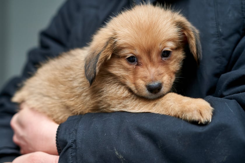 W schronisku przebywa teraz 14 maluch&oacute;w do adopcji. W stadku są suczki i pieski. Zdjęcia w galerii przedstawiają niekt&oacute;re z nich. To przekochane kundelki! Niekt&oacute;re będą mniejsze, inne trochę większe. O szczeg&oacute;ły należy pytać TOZ Schronisko dla Bezdomnych Zwierząt we Wrocławiu.
