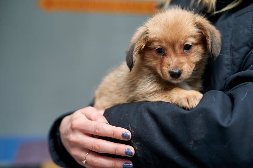 W schronisku przebywa teraz 14 maluch&oacute;w do adopcji. W stadku są suczki i pieski. Zdjęcia w galerii przedstawiają niekt&oacute;re z nich. To przekochane kundelki! Niekt&oacute;re będą mniejsze, inne trochę większe. O szczeg&oacute;ły należy pytać TOZ Schronisko dla Bezdomnych Zwierząt we Wrocławiu.