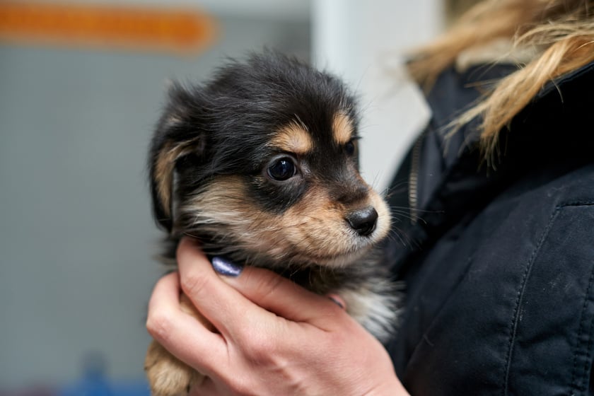 W schronisku przebywa teraz 14 maluch&oacute;w do adopcji. W stadku są suczki i pieski. Zdjęcia w galerii przedstawiają niekt&oacute;re z nich. To przekochane kundelki! Niekt&oacute;re będą mniejsze, inne trochę większe. O szczeg&oacute;ły należy pytać TOZ Schronisko dla Bezdomnych Zwierząt we Wrocławiu.