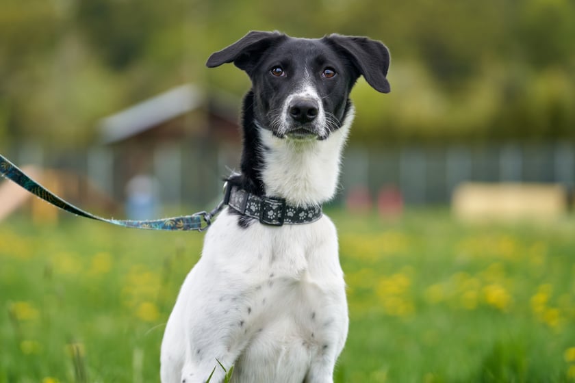 Zoja to 7-miesięczna suczka średniej wielkości. Wr&oacute;ciła z adopcji, ponieważ nie dogadała się z drugim psiakiem. Zoja jest chętna do nauki komend za dobrego smaczka lub karmę. Zna podstawowe komendy typu: siad, leżeć. Zoja uwielbia biegać. &ndash; Szukamy dla niej domu bez innych zwierząt, a za to z człowiekiem, kt&oacute;ry ma czas i chęci na pracę z psiakiem &ndash; informuje Aleksandra Cukier z wrocławskiego schroniska.