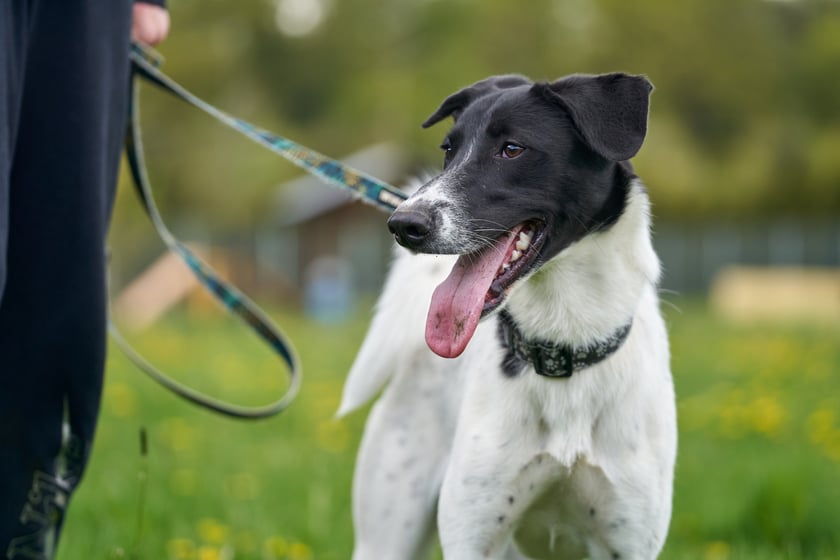 Zoja to 7-miesięczna suczka średniej wielkości. Wr&oacute;ciła z adopcji, ponieważ nie dogadała się z drugim psiakiem. Zoja jest chętna do nauki komend za dobrego smaczka lub karmę. Zna podstawowe komendy typu: siad, leżeć. Zoja uwielbia biegać. &ndash; Szukamy dla niej domu bez innych zwierząt, a za to z człowiekiem, kt&oacute;ry ma czas i chęci na pracę z psiakiem &ndash; informuje Aleksandra Cukier z wrocławskiego schroniska.