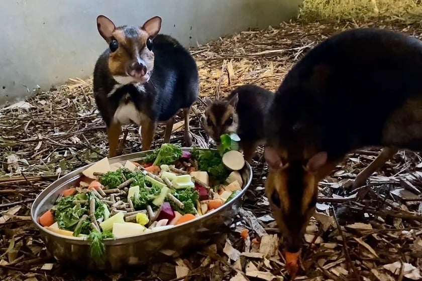 Kanczyle filipińskie w Zoo Wrocław