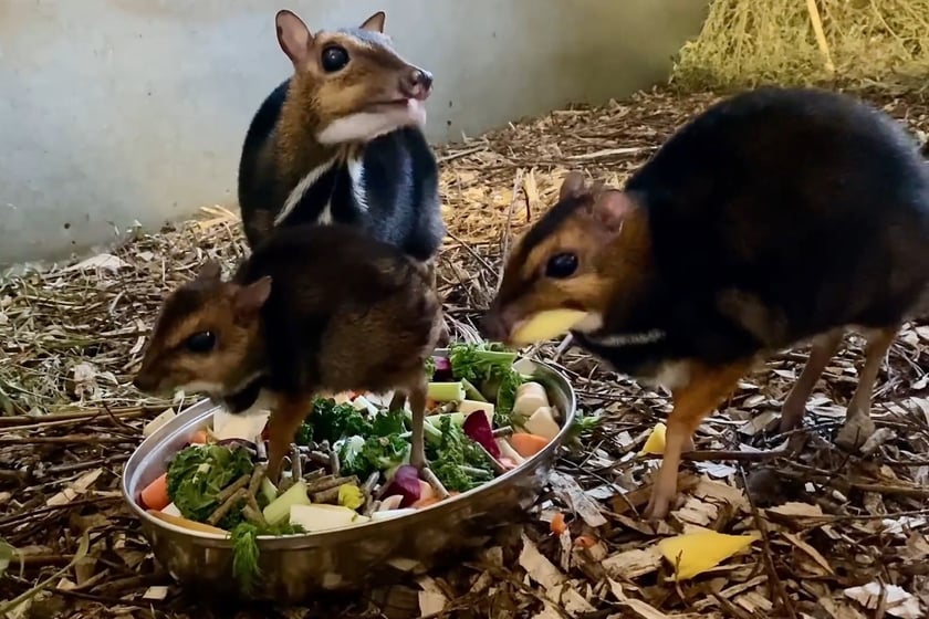 Kanczyle filipińskie w Zoo Wrocław