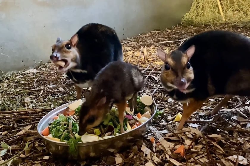 Kanczyle filipińskie w Zoo Wrocław