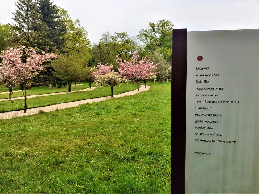 Japońskie wiśnie we Wrocławiu