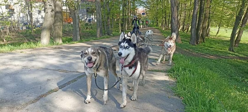 Wataha Domowych Wilków