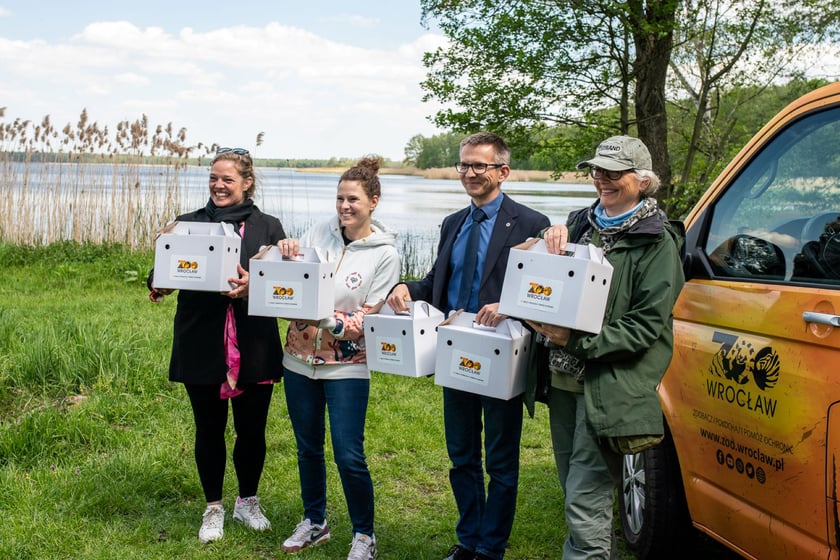 Przywracamy podgorzałkę naturze.