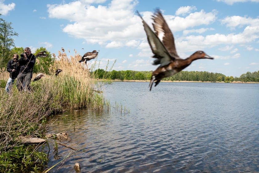 Przywracamy podgorzałkę naturze.