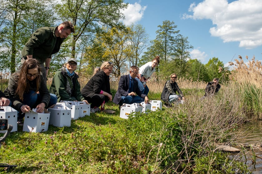 Przywracamy podgorzałkę naturze.