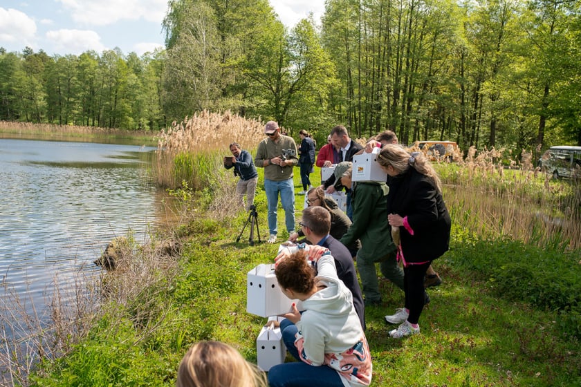 Przywracamy podgorzałkę naturze.