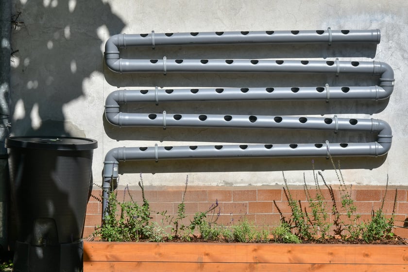 Ogrody warzywne we wrocławskich szkołach i przedszkolach