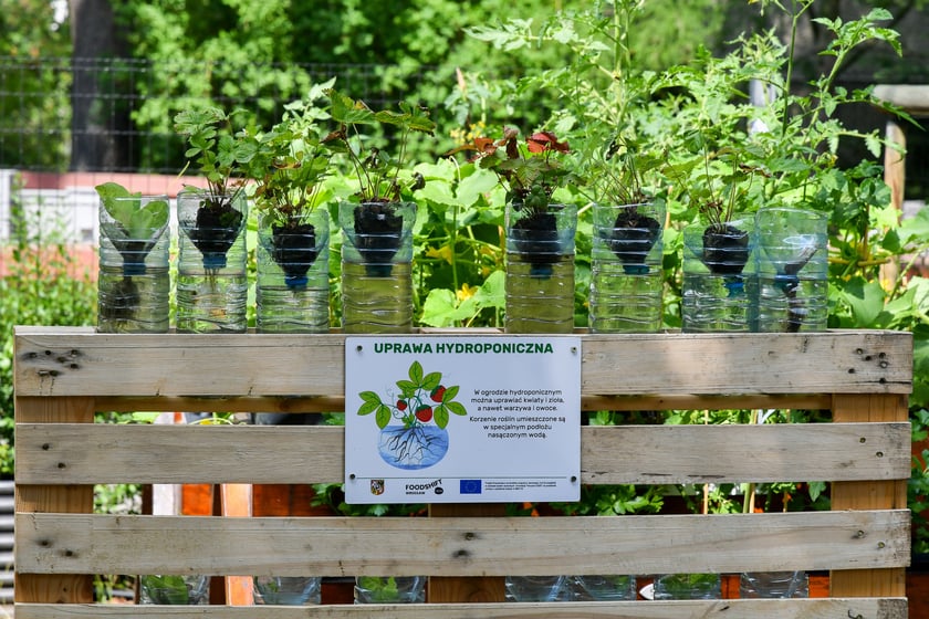 Ogrody warzywne we wrocławskich szkołach i przedszkolach