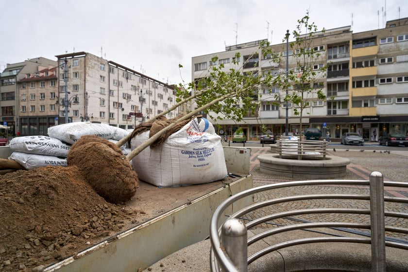 Sadzenie platanów obok katedry św. Marii Magdaleny, pomiędzy ul. Szewską a Wita Stwosza