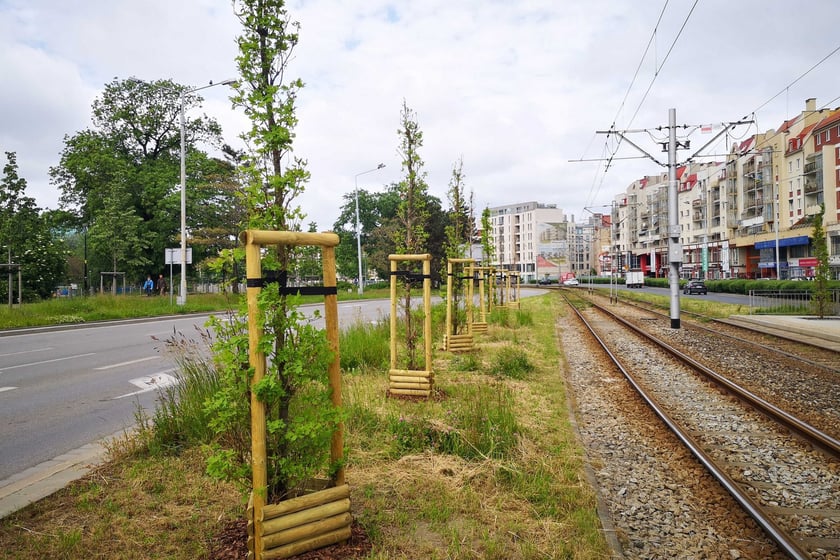 Nasadzenia debów na ul. Drobnera przy pl. Bema we Wrocławiu