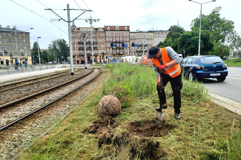 Nasadzenia debów na ul. Drobnera przy pl. Bema we Wrocławiu