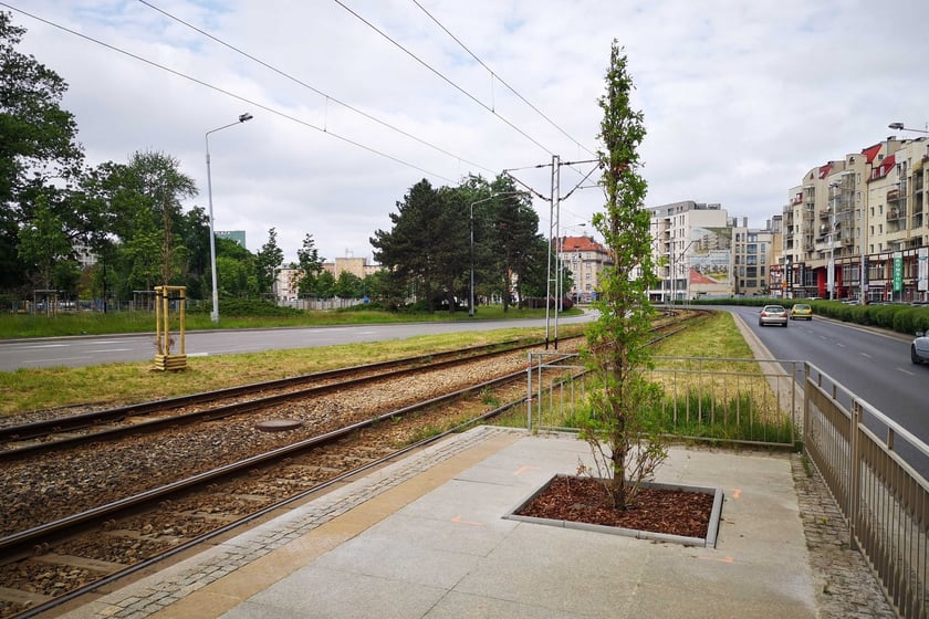 Nasadzenia debów na ul. Drobnera przy pl. Bema we Wrocławiu