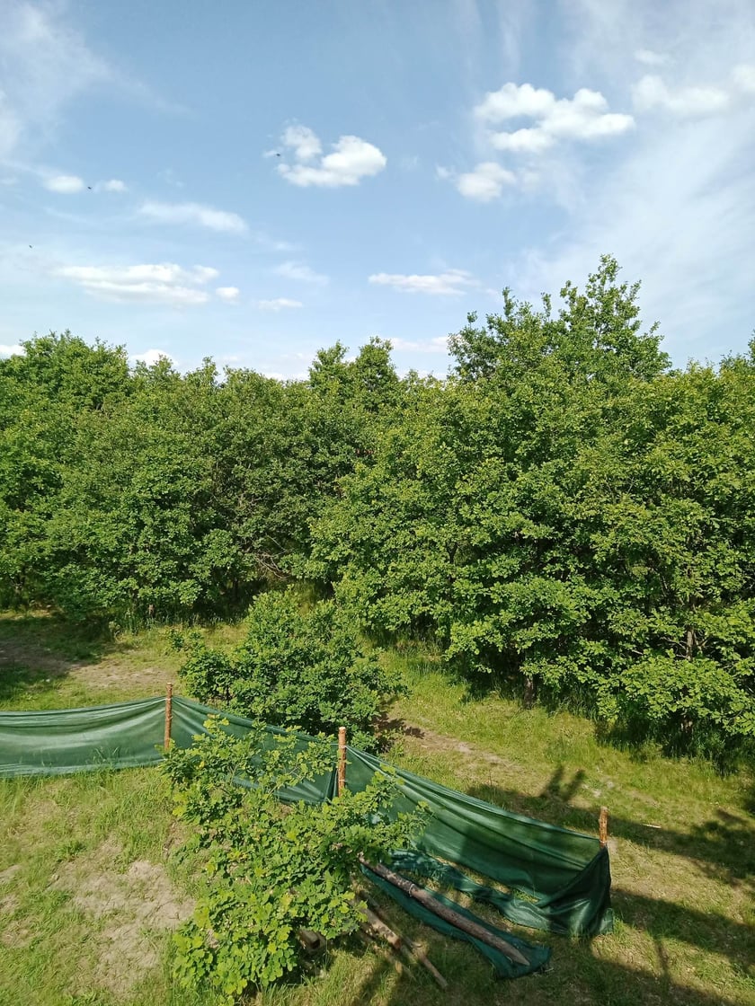 Widok z wieży