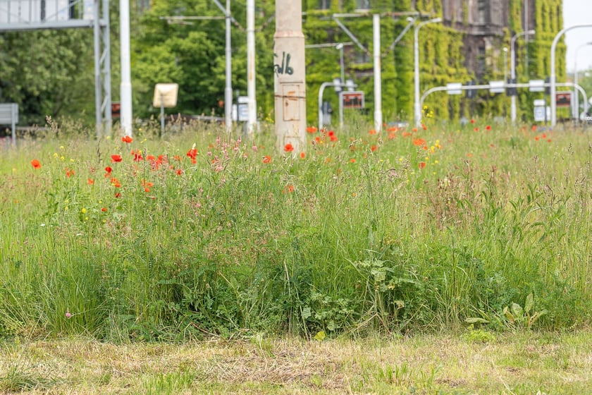 Łąki kwietne na pl. Społecznym we Wrocławiu