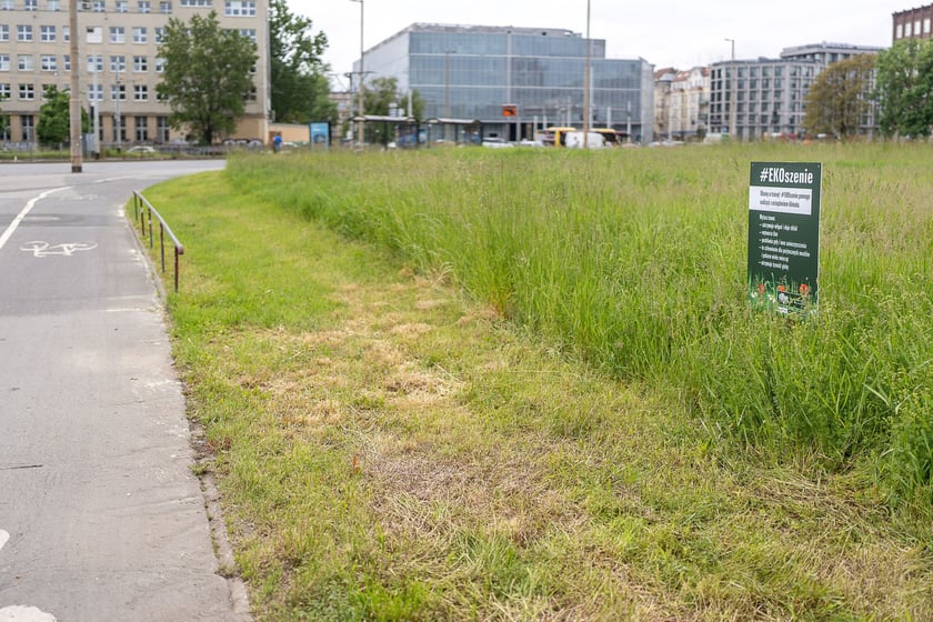 Łąki kwietne na pl. Społecznym we Wrocławiu