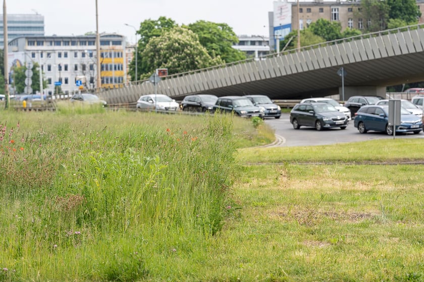 Łąki kwietne na pl. Społecznym we Wrocławiu