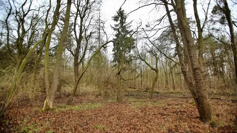 Jeśli jednak ktoś naprawdę szuka kontaktu z naturą i przyrodą, kt&oacute;ra wymyka się choć trochę cywilizacyjnym ograniczeniom, lubi podglądać zwierzęta, łowić ryby, wędr&oacute;wki po lesie, długie wyprawy rowerowe to dla niego jest właśnie kompleks las&oacute;w Osobowickiego i Rędzińskiego.
Rozciągają się w widłach Odry i Widawy, dostęp do nich oddzielają pola irygacyjne. Osiedla mieszkaniowe jeszcze nie zdominowały całkowicie sąsiedztwa, więc ahoj przygodo!