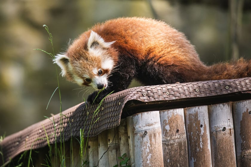 Livi, nowa panda mała we wrocławskim zoo