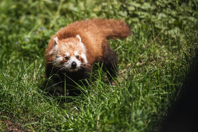 Livi, nowa panda mała we wrocławskim zoo