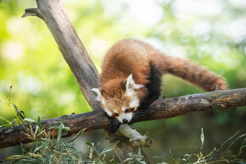 Livi, nowa panda mała we wrocławskim zoo