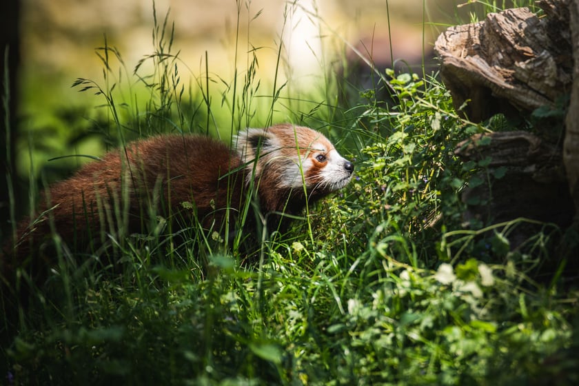 Livi, nowa panda mała we wrocławskim zoo