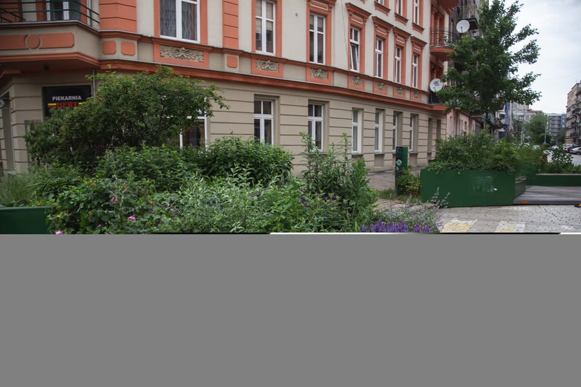 Zieleń na ulicy Daszyńskiego