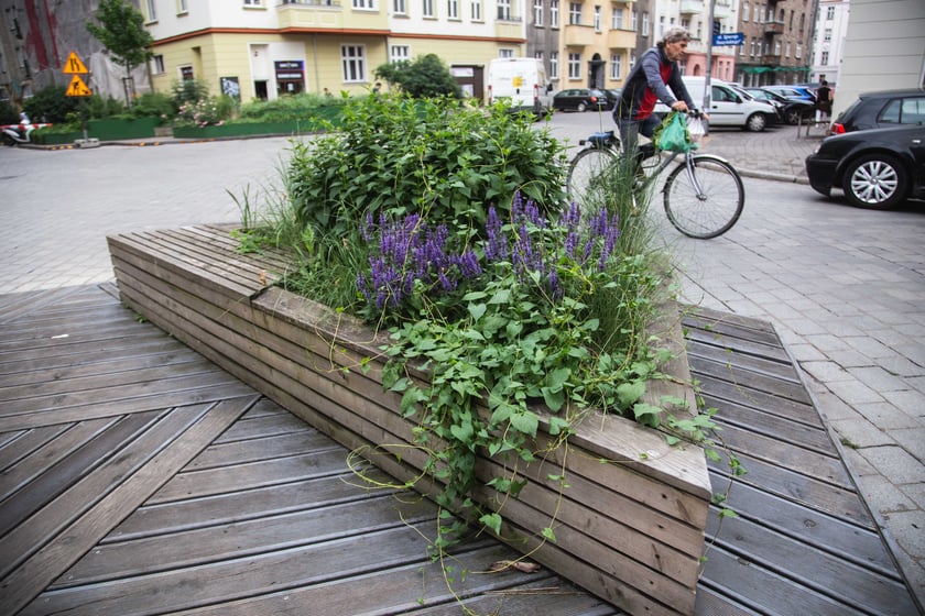 Zieleń na ulicy Daszyńskiego