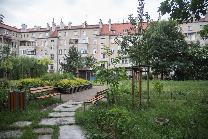 Zieleń na ulicy Daszyńskiego