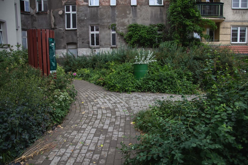 Zieleń na ulicy Daszyńskiego