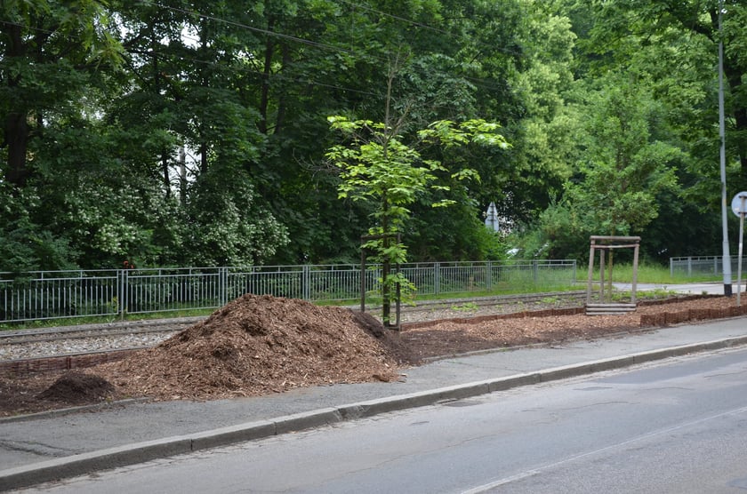 Dęby rosnące wzdłuż ulicy Olszewskiego otrzymują humus i ściółkę