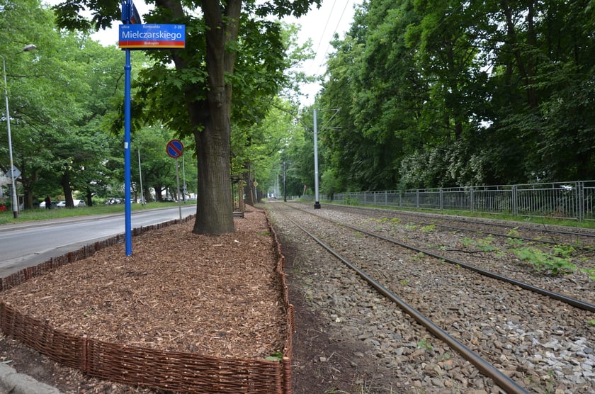 Dęby rosnące wzdłuż ulicy Olszewskiego otrzymują humus i ściółkę
