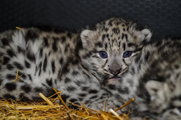 We wrocławskim zoo przyszły na świat pantery śnieżne