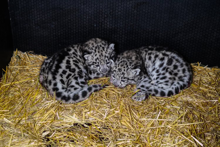 We wrocławskim zoo przyszły na świat pantery śnieżne