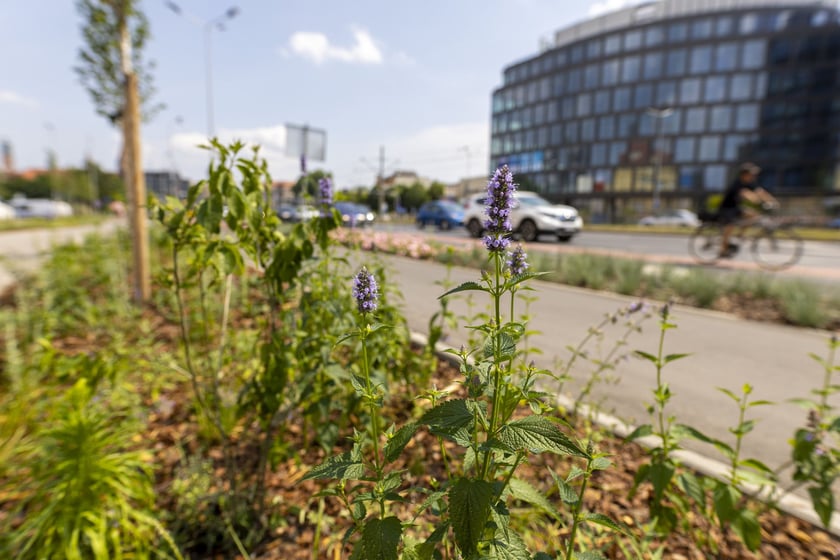 Zazieleniony teren pomiędzy p. Jana Pawła II a ul. Sokolniczą na ul. Legnickiej