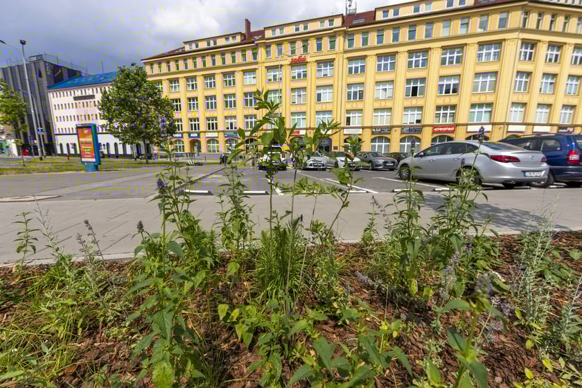 Zazieleniony teren pomiędzy p. Jana Pawła II a ul. Sokolniczą na ul. Legnickiej