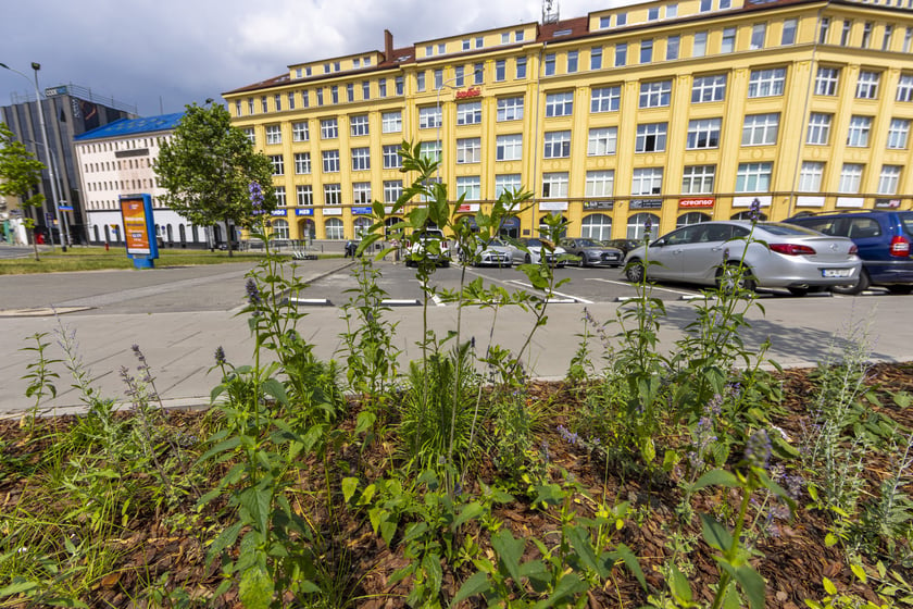 Zazieleniony teren pomiędzy p. Jana Pawła II a ul. Sokolniczą na ul. Legnickiej