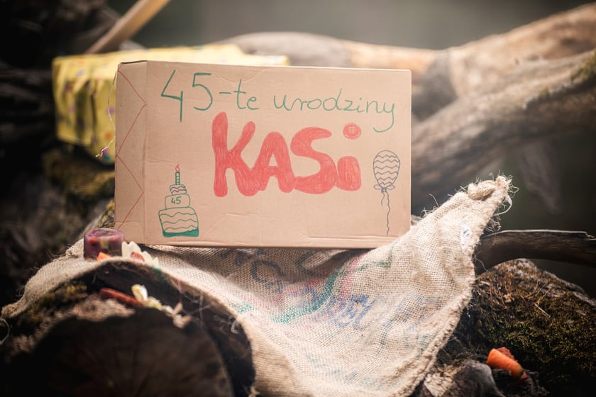 Urodziny szympansicy Kasi