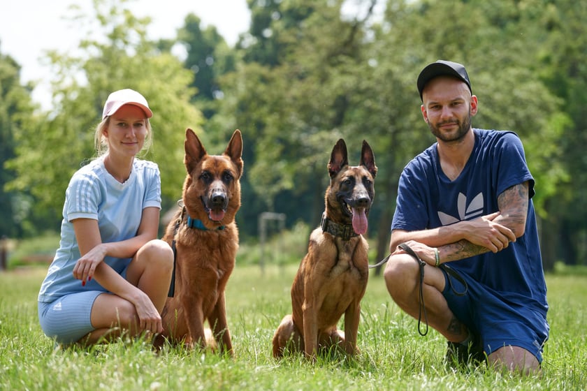 PO TRZECIE: przekarmianie ps&oacute;w
Z tym problemem spotykamy się chyba najczęściej. Przykładowo: dany pies potrzebuje 300 g karmy dziennie do tego, żeby normalnie funkcjonować, mieć energię, ale nie być głodnym, a właściciele go przekarmiają, dając dwa a nawet trzy razy więcej jedzenia. To się notorycznie zdarza. Efekt jest taki, że pies nie chce się uczyć, nie chce wsp&oacute;łpracować, tylko eksplorować tę energię. Efekt? Niekończąca się "bateria" u psa - od rana do wieczora, co czasem przeradza się w agresję.