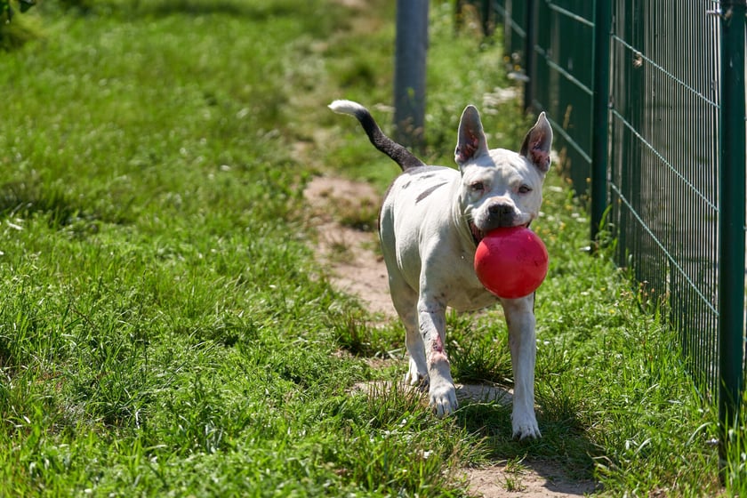 7-letni amstaff Bandziorek do schroniska trafił z interwencji. Miał ogromnego guza na łapce, kt&oacute;ry w schronisku został zoperowany. Bandziorek to radosny psiak, kt&oacute;ry wprost uwielbia ludzi. Nie lubi za to innych obcych ps&oacute;w. Bandzior jest "w sam raz" - lubi poszaleć, ale r&oacute;wnocześnie chętnie pośpi na wygodnym legowisku :)