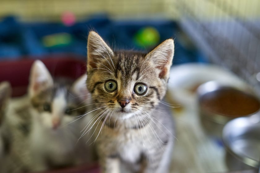 Do schroniska codziennie trafiają kociaki. Część z nich jest już gotowa do adopcji, a inne muszą jeszcze przejść obowiązkową kwarantannę. W licznym stadku maluch&oacute;w są zar&oacute;wno kocury, jak i kotki. Są kochane i potrzebują wspaniałych opiekun&oacute;w! Odpowiedzialnych ludzi wrocławskie schronisko zaprasza na miejsce, gdzie można poznać kocięta i podarować dom. Proponujemy adopcję w tzw. "dwupaku" - kociaki świetnie czują się w swoim towarzystwie, a człowiek może obserwować ich przyjaźń i długie wsp&oacute;lne zabawy.